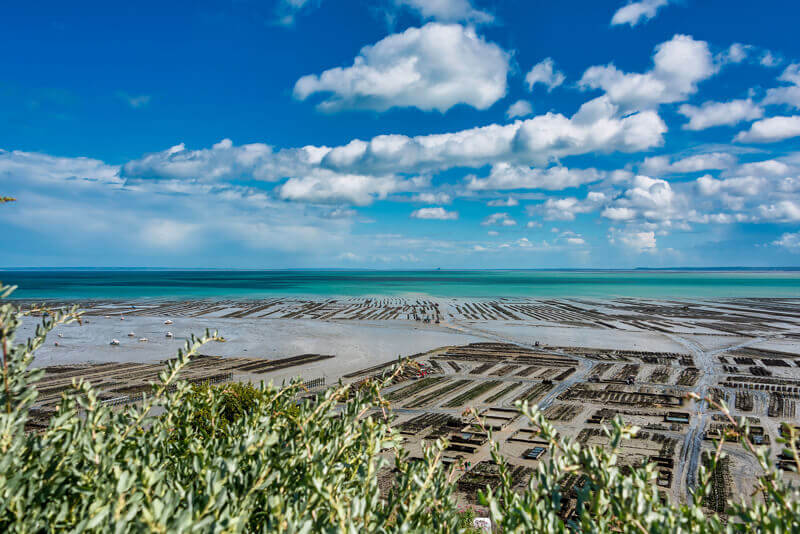 Huitres Prestige de Cancale N°2 ouvertes - La Cale - Solidor - St Malo